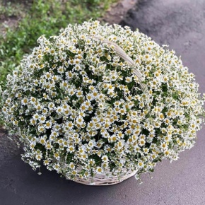 Композиция в корзине из 151 ромашки в Хотьково