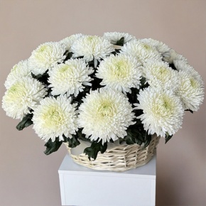 Композиция в корзине из 25 хризантем Магнум в Хотьково