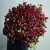 Монобукет из 75 кустовых роз Марун (70 см) в Хотьково