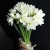 Букет из 25 нарциссов в Хотьково